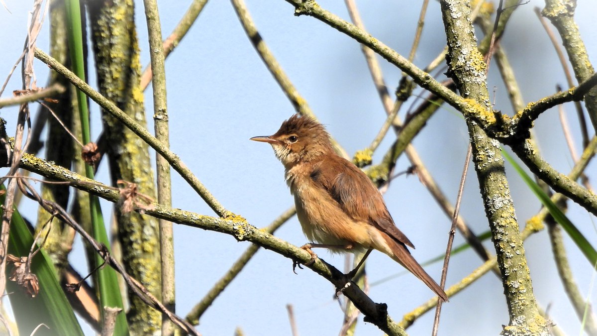 inja5248's tweet photo. 🎶"krr-krr-kiet-kiet-kiet"🎶
zo klonk het langs de #Neerbeek in het riet
de #kleine_karekiet zong vrolijk zijn lied
#acrocephalus_scirpaceus #BirdsSeenIn2023🇳🇱 #birdphotography
@vogelnieuws @VroegeVogels @Roots_NL
@birdingholland @Sovon @NatureTodayNL
@Britnatureguide https://t.co/9zCinnA5dq
