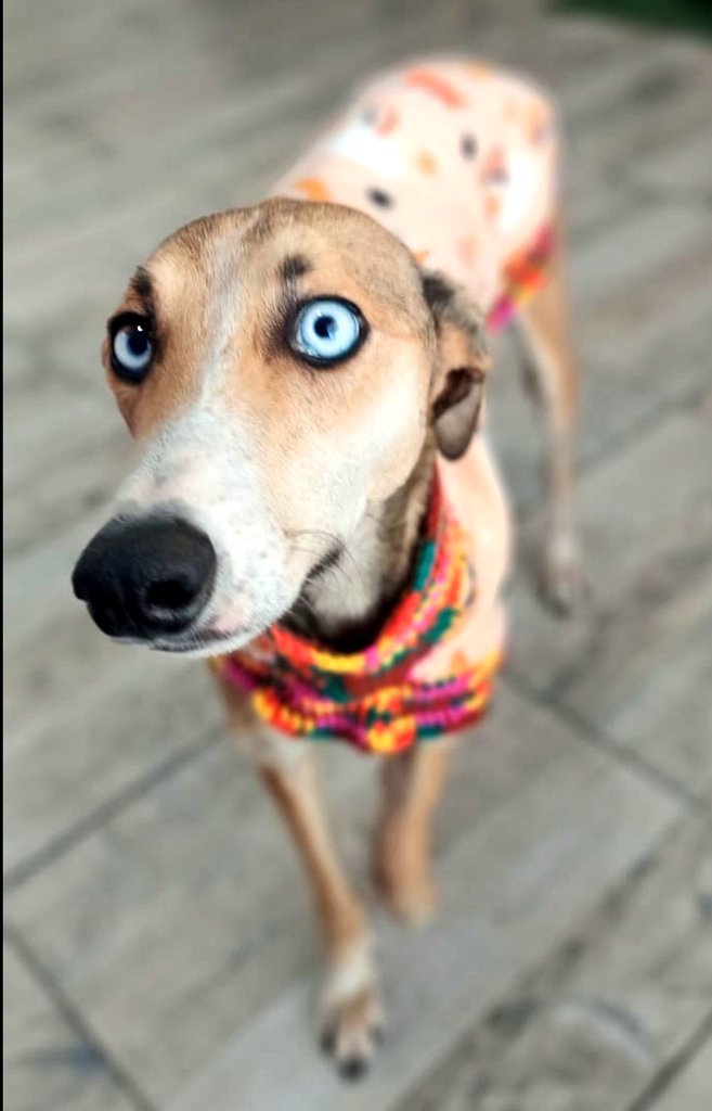 AdoptaUnGalgo's tweet image. En todo el país algunas pocas personas siguen rescatando galgos del abandono. Para hacerlos visibles, para que estos humanos puedan continuar salvando, queremos que vengan a BA en tránsito. Escribí, vas a cuidar una joya:  bit.ly/3H1blZf
Rufina💗 y muchos otros, esperan.