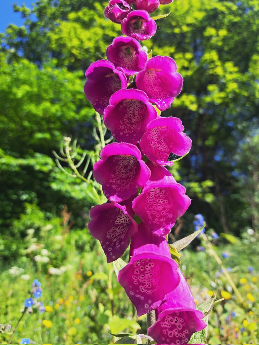 Louvain Rees ⚰️ on Twitter "Digitalis features a lot in my research