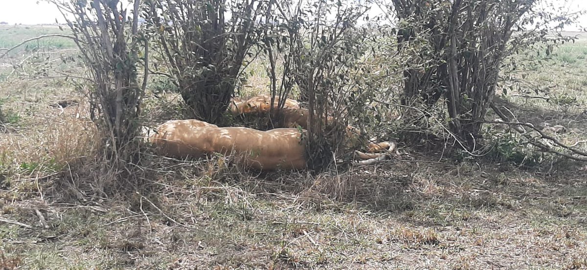 #lionsighting at the Maasai Mara during our evening gamedrive🦁

#WILD #maasaimara #orngatuny #wildlife #karibuorngatunycamp