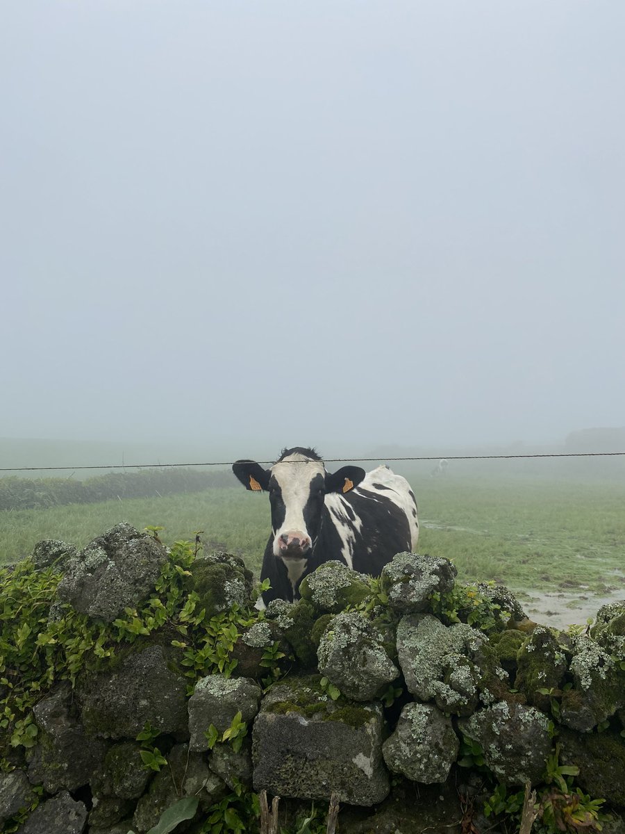 São Miguel 🤍