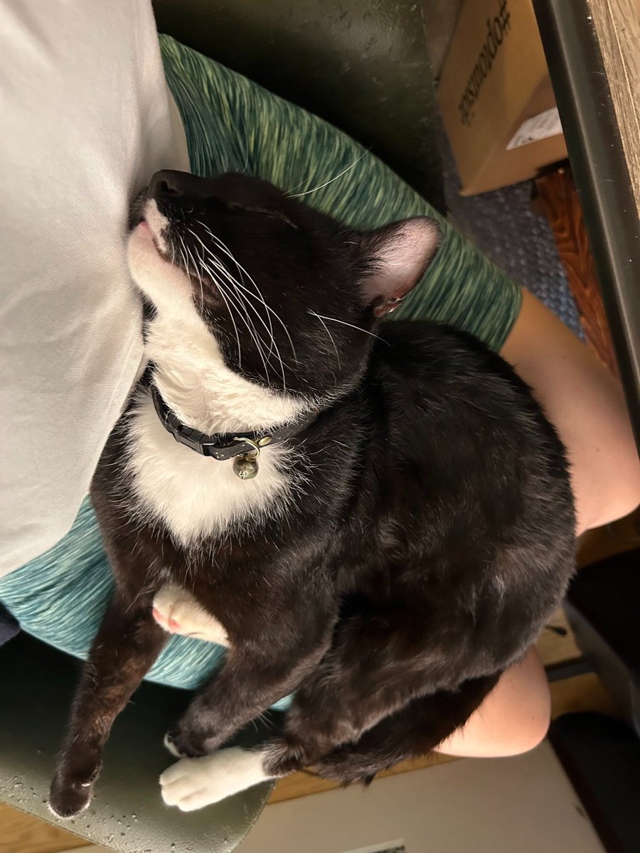inside our foster cat there are two wolves, and both of them peed on my duvet last night