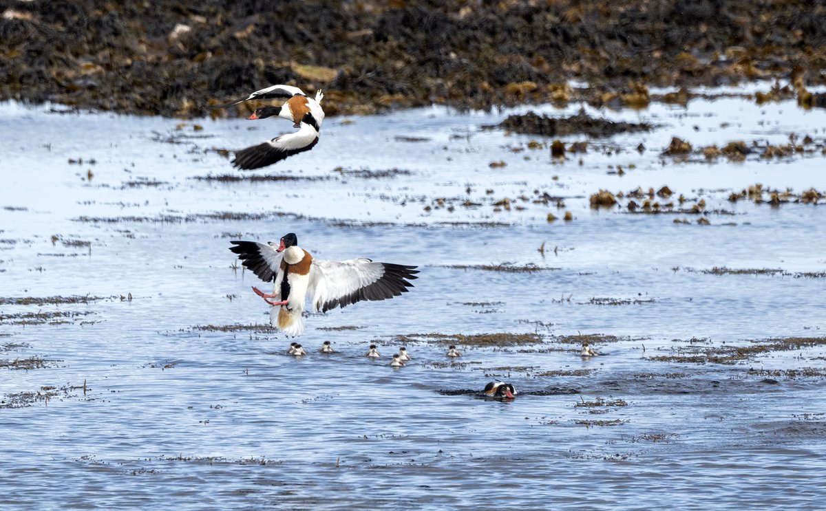 Shelduck violence - a couple of days ago they were attacking their own kind! Although I didn't see any actual deaths, the family with four ducklings only had one left the following day.