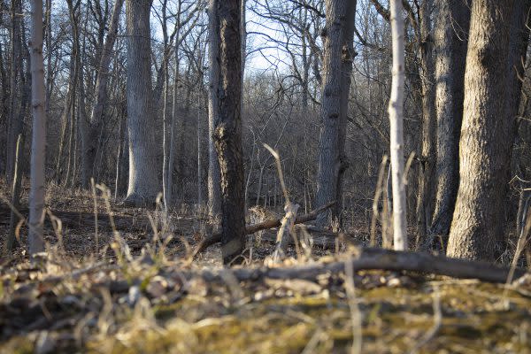 VisitIndiana's tweet image. Get Out &amp;amp; Explore Nature at This East Central Indiana Forest Preserve 😍 

𝐑𝐄𝐀𝐃 𝐌𝐎𝐑𝐄: bit.ly/3nvcuB1 

#Outdoors #INIndiana @fortheland_RLC @ForgeECI