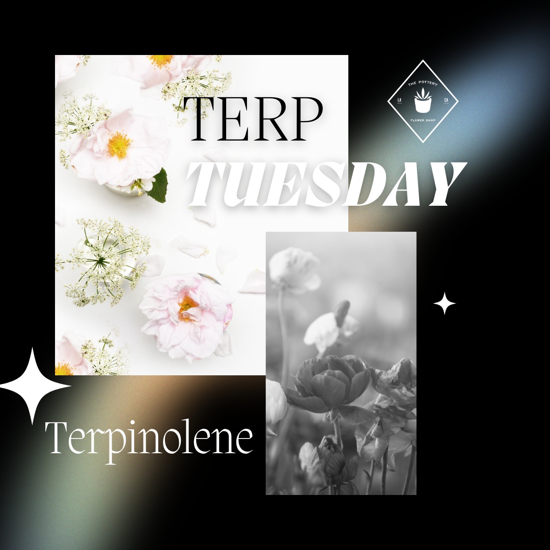 Happy #TerpTuesday,  unleash the floral and fresh fragrance of #terpinolene! 🌸✨ Explore it's potential as an antioxidant and mood enhancer.