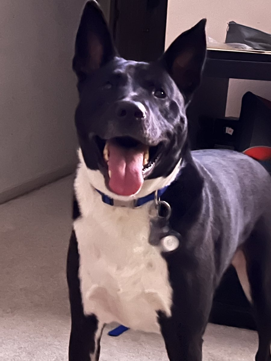 mabrasm's tweet photo. Show your pet VS what they’re named after… https://t.co/SEnTsJjWwZ