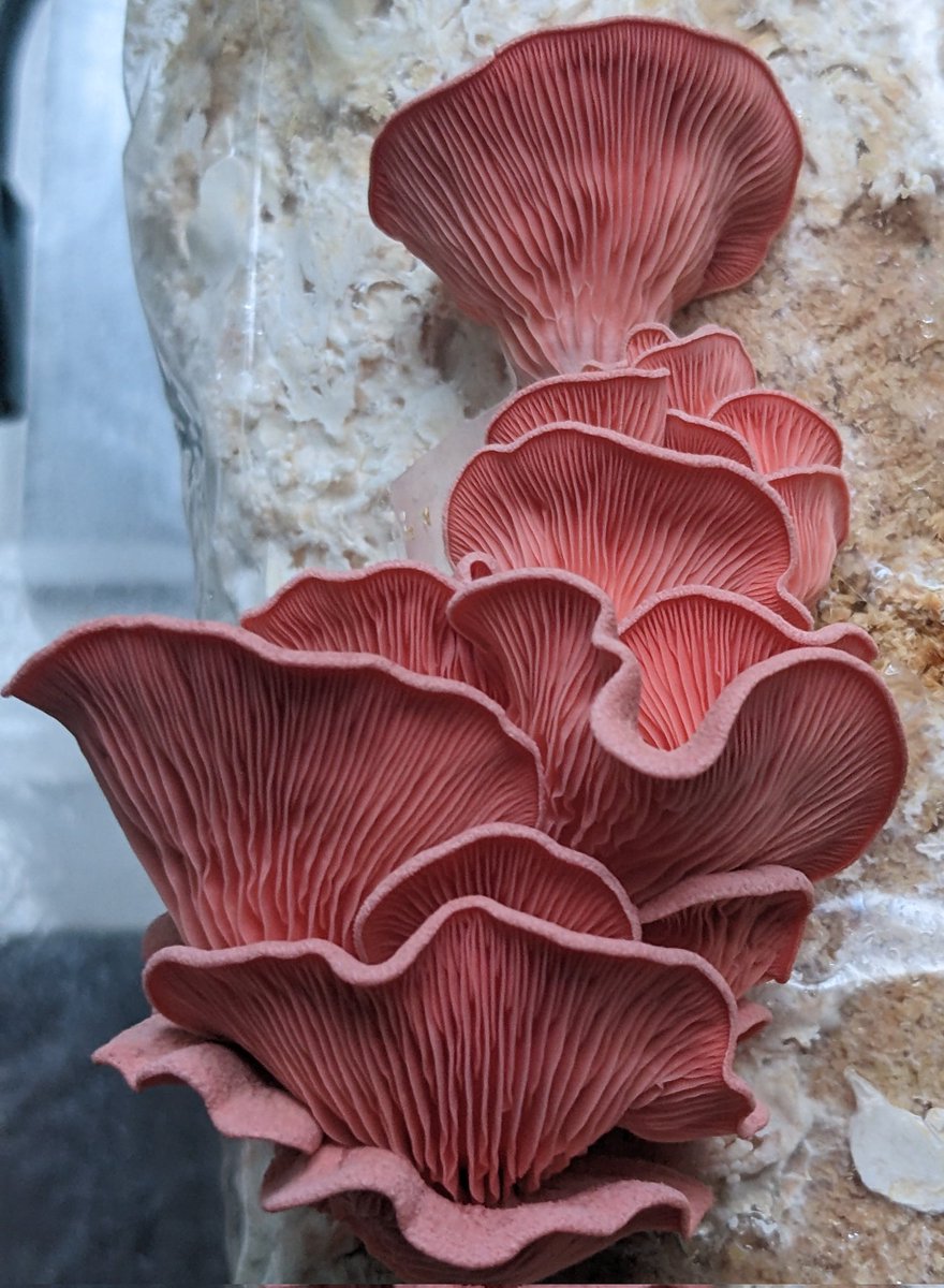 The Lockdown Garden (@gardenlockdown) on Twitter photo 