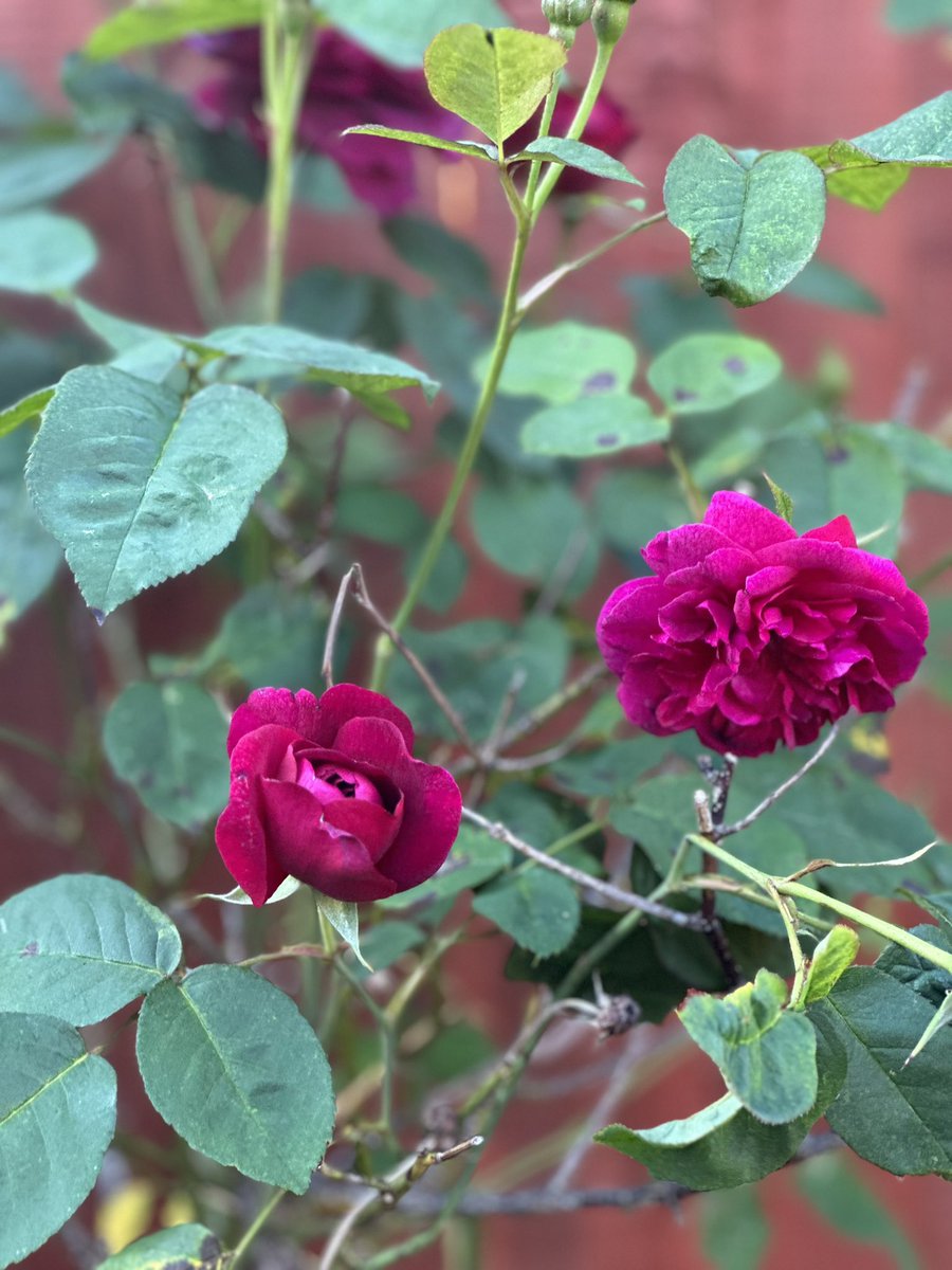 TheLighthouseCe's tweet photo. Todays reason to smile…….beautiful deep pink flowers on my rose tree #Pink #Roses #Pretty #Plants #Flowers #Garden #RoseTree xxx https://t.co/favj3X5mGZ