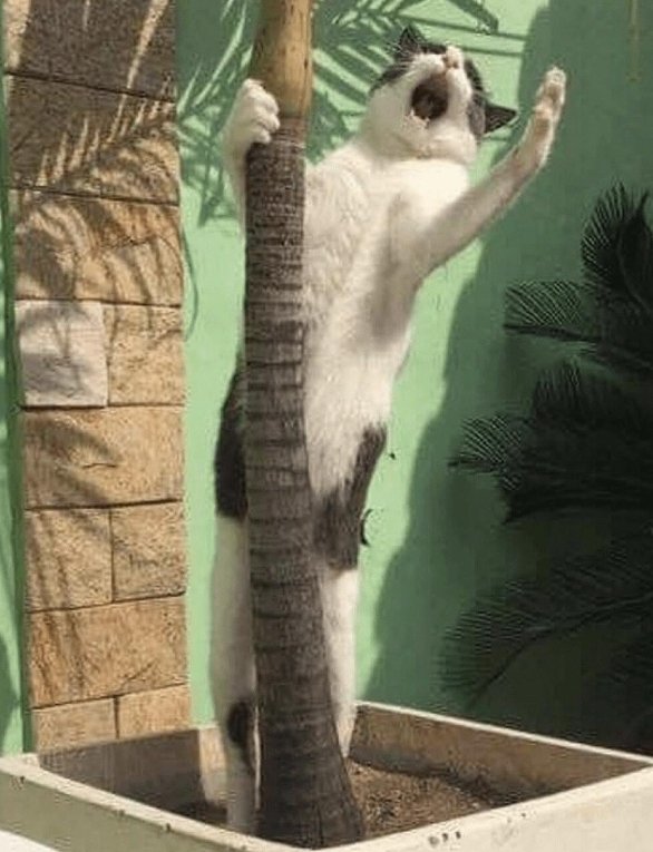 Catwheezie's Stash (@realcattohours) on Twitter photo 