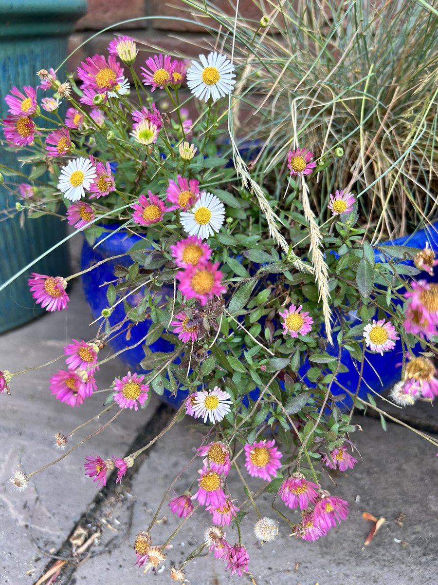 Good evening. Happy to see the Erigeron showing off it’s pinkness. It’s a big feature all over my garden, I’m happy to let it spread #Flowers #gardening #garden #GardenersWorld