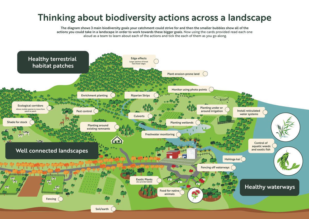 Check out the NZ Landcare Trust stand at <a href="/FieldaysNZ/">Fieldays</a>  to see our resources. It's a chance to get a preview of our upcoming toolkit 🧰 for biodiversity planning across a catchment! This illustration is part  of the kit and helps you to think about biodiversity across a landscape.