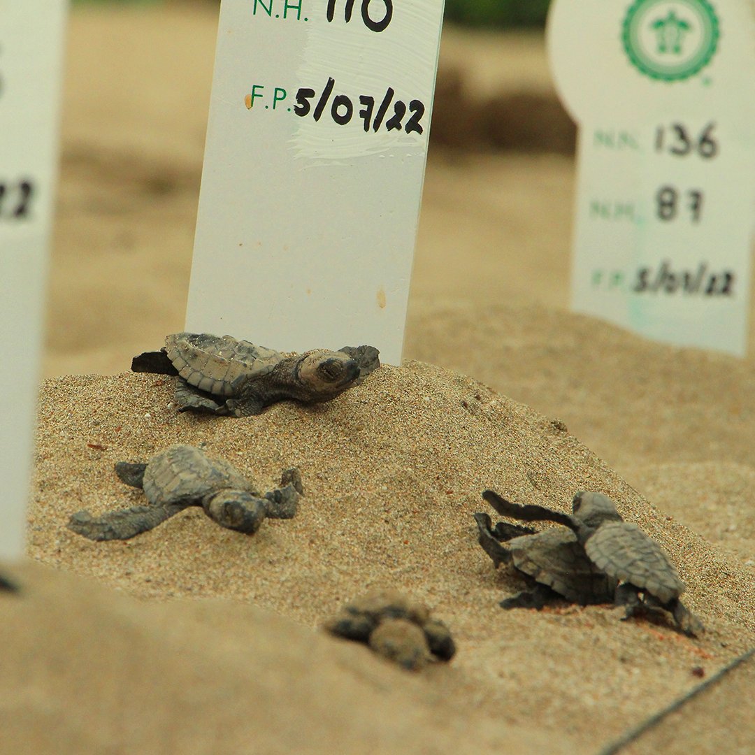 Don Caguamo NFT tweet media