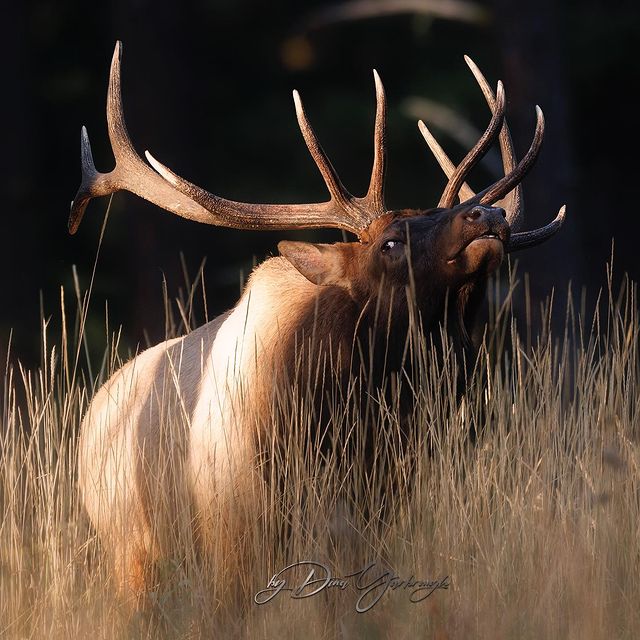 Rocky Mountain Elk Foundation tweet media