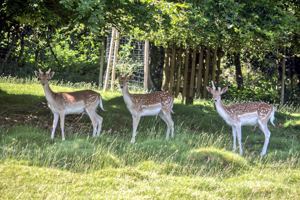 Saturday literally being in inches of these beautiful animals at #KnolePark in Sevenoaks was unreal! Such cute animals 🥰😁