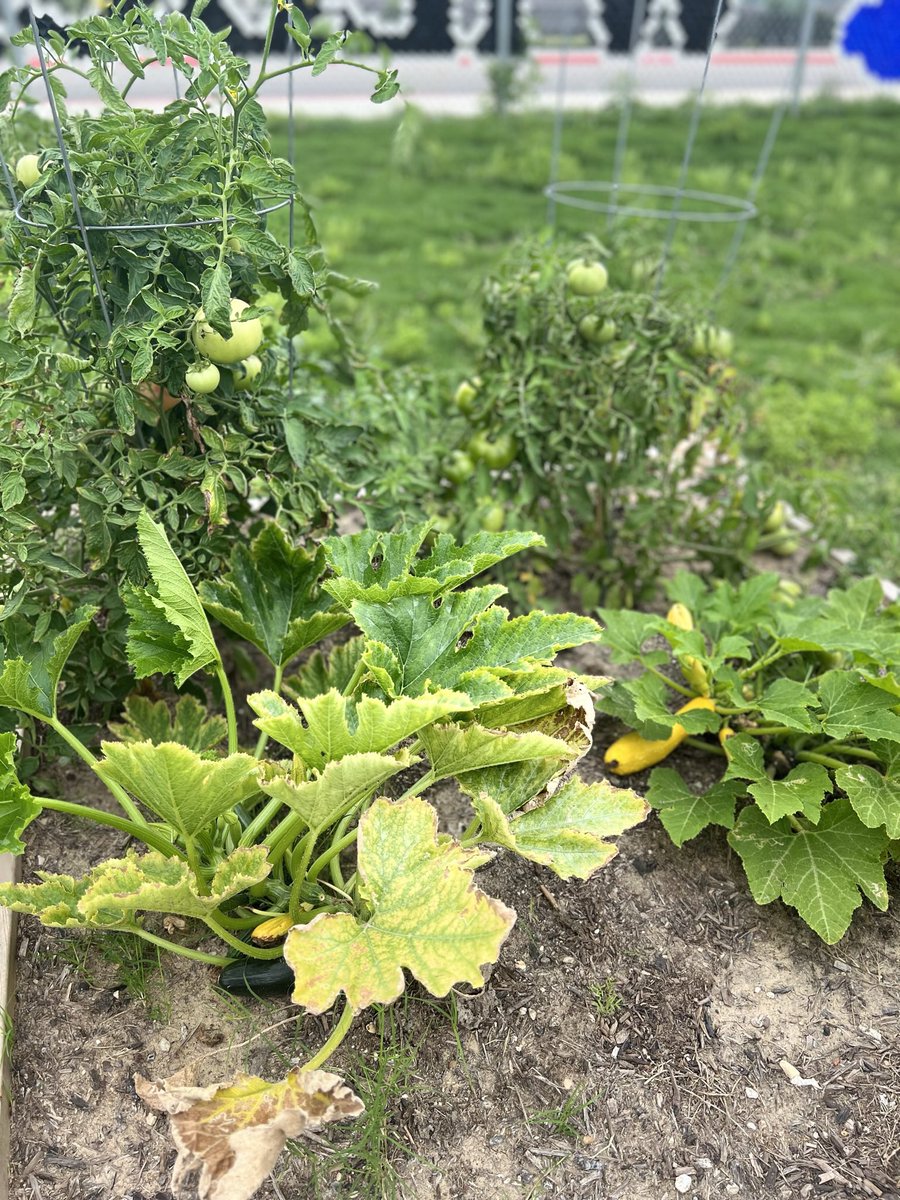 mrsfeldt5's tweet photo. It’s not summer until you eat garden fresh tomatoes! These beauties were harvested from our First Wernli Wildcat Garden! Thank you, @MrsKNeill and Mr. Brown for growing delicious veggies and future gardeners at Wernli! @lorimshaw #WhataWildcat #RootEdWernli https://t.co/xSq5fCgN4h