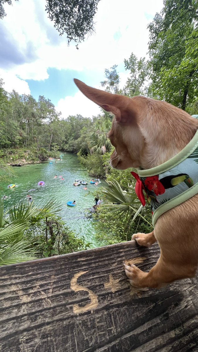 Bennymelendezpr's tweet photo. #BlueSpringStatePark https://t.co/cyMPwr2ncb