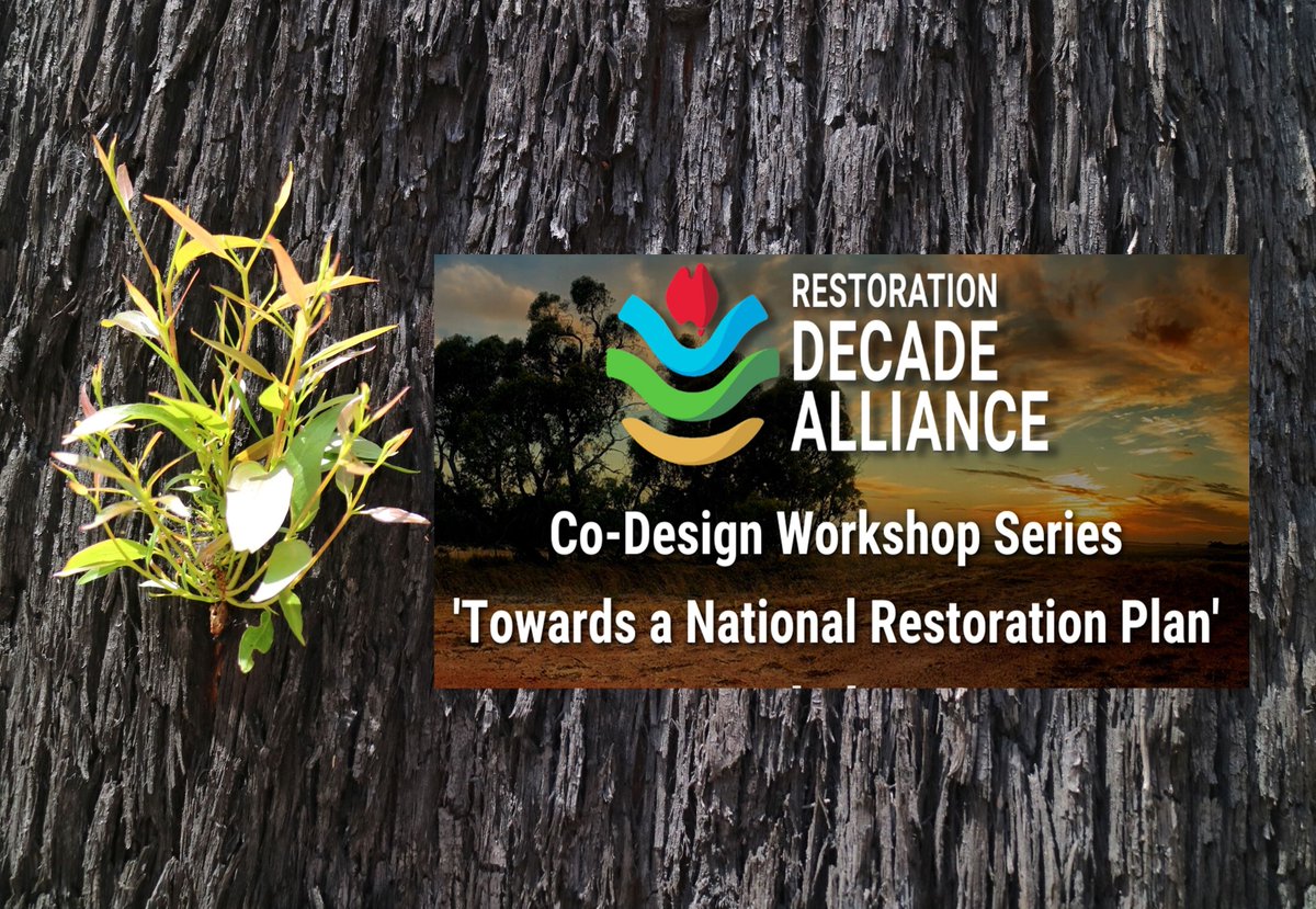 So far we have focused our actions on:

· Communicating the importance of restoration to the Australian Government

· Holding workshops on developing a National Restoration Plan

· Sharing knowledge about best practice restoration

#restorationdecade
#generationrestoration

🌍👏