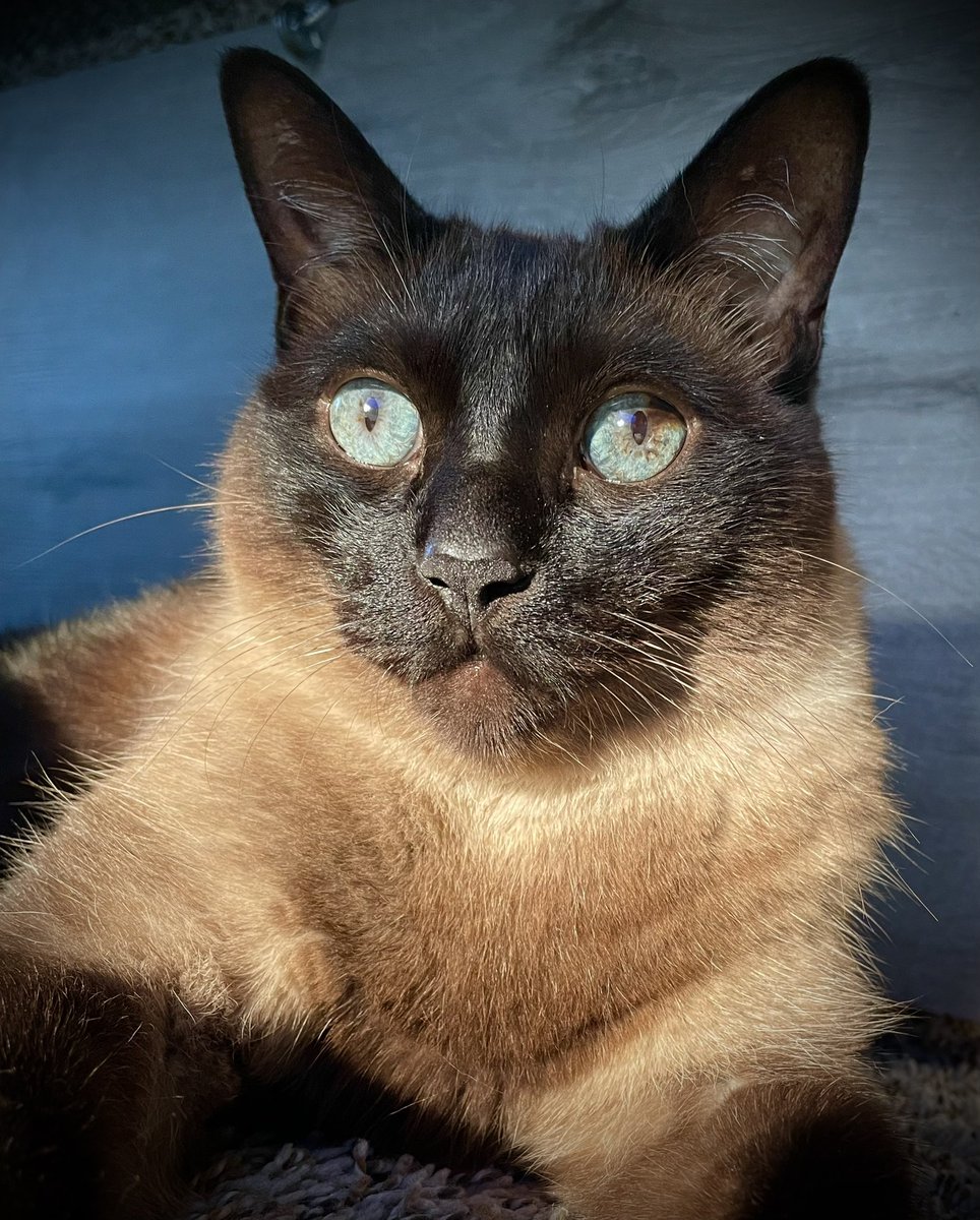 Some dramatic lighting. 😻 #CatLife #VanLife