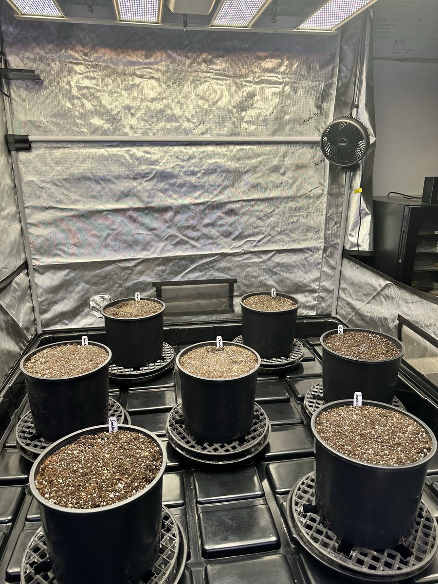 Yggdrasilgarde3's tweet photo. The Force is strong with this one….. Thee Red Goat Genetics (1 collab with Lab Koat Genetics) #SnakeleafOG, #Harbulary, #GullyMuppet, #skadoosh #focofuel #labkoatgenetics https://t.co/RjBrD3kpTd