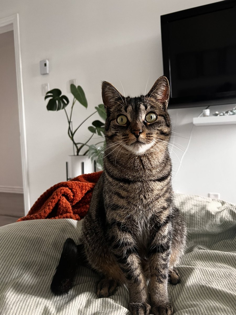 michouexo's tweet photo. Je suis accro à ce chat 😩❤️‍🩹 https://t.co/KtCl6UTzZz