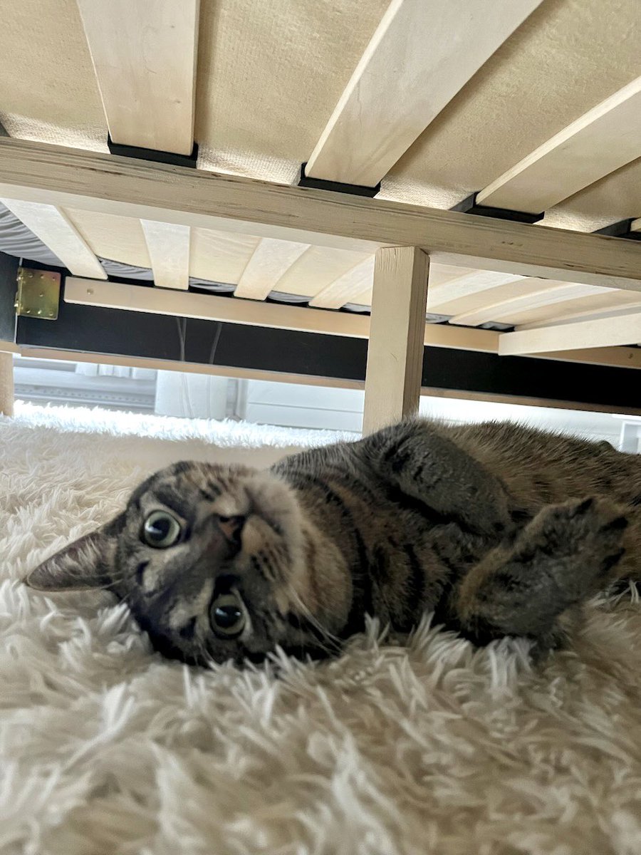 michouexo's tweet photo. Je suis accro à ce chat 😩❤️‍🩹 https://t.co/KtCl6UTzZz
