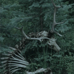 Photo by ╴𝕰͟𝑵𝑫 ‿ᴼᶠ ᵀᴴᴱ ⁀ 𝕷𝐼𝑁͟𝐸͟ . (@FORESTSLOST)