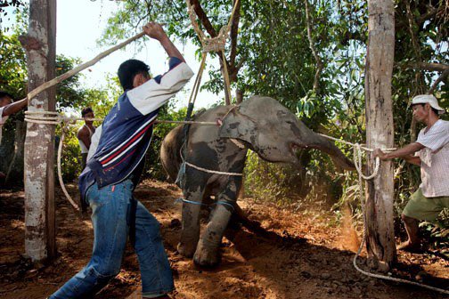 yashar's tweet photo. In order to get an elephant to do what this elephant is doing in the video below, this is what has to be done to them as part of the training process. Elephants are not domesticated. In order to make these videos possible, their spirit has to be crushed so that they become robots. 

It’s a deeply cruel, painful, and traumatizing process. And there are no shortcuts or special elephants, it’s a matter of science.