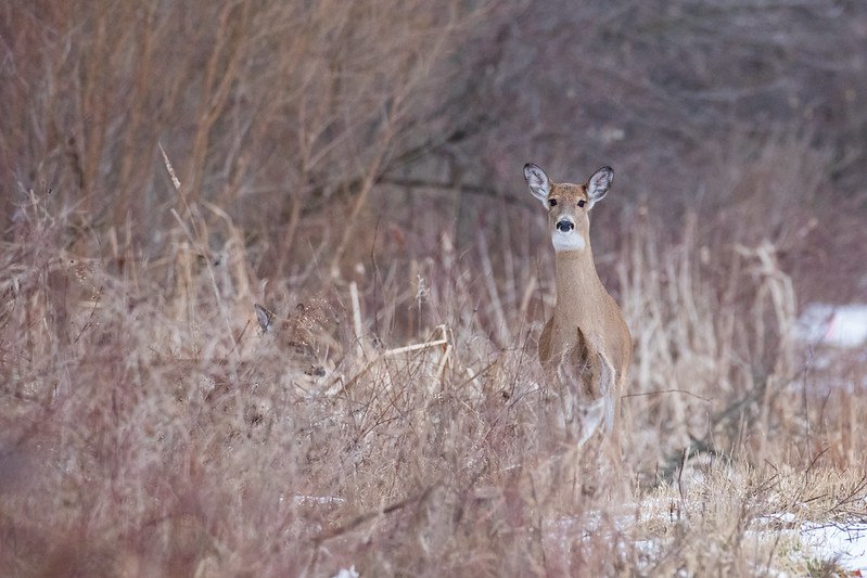 DeerHourly tweet media