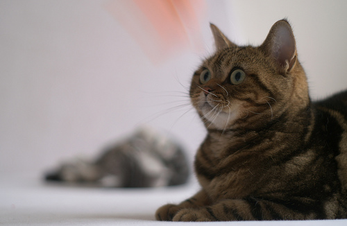 Cat Photo Every Hour (@catphotobot) on Twitter photo 