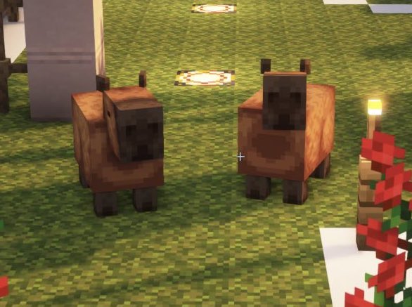 quackity: guys today i’m finally going to be productive on the qsmp! 

the capybaras with the steel chair: