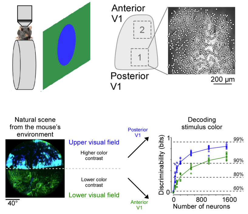 Katrin Franke tweet media