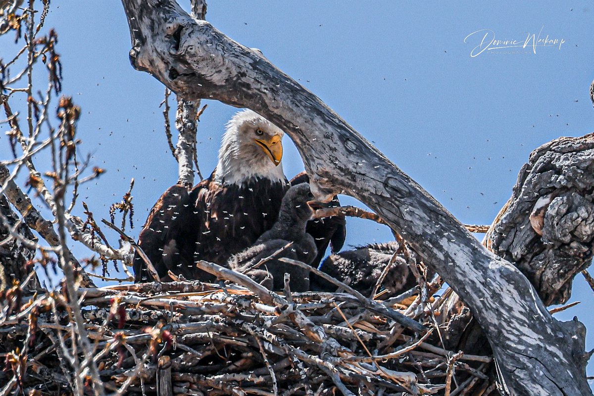 (Photo courtesy of @DominicWeskamp) #BaldEagle #NaturePhotography #Wildlife