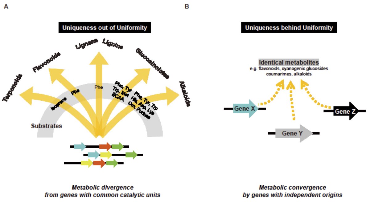 Advance Access🚀: Review in upcoming Special Issue on 'Metabolites'
Exploring the Evolvability of Plant Specialized Metabolism: Uniqueness Out of Uniformity and Uniqueness Behind Uniformity
doi.org/10.1093/pcp/pc…
Eiichiro Ono,  Jun Murata💐