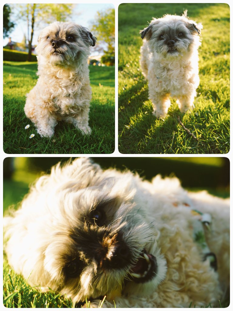 シル ✤【Comms ✤ Vgen - OPEN 】 tweet media