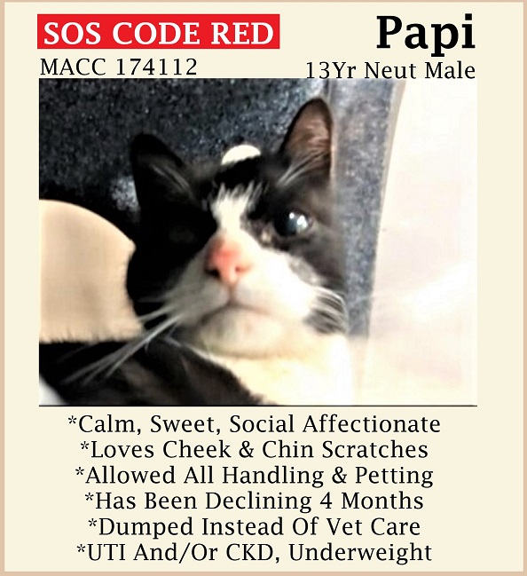 🆘CODE RED🆘TBD THU 6/15/23🆘
💘SWEET 13YO #SENIOR BLACK & WHITE KITTY 'PAPI'💘
😿💔DUMPED 4 AGRESSIVE BEHAVIOR, HAS A UTI AND/OR CKD
🚨NEEDS #ADOPTION #RESCUE #FOSTER ASAP🚨
🚨174112 facebook.com/photo?fbid=653…
🙏🏾#ADOPT #PLEDGE #SAVEALIFE #AdoptDontShop
#MANHATTAN #NYCACC #CAT