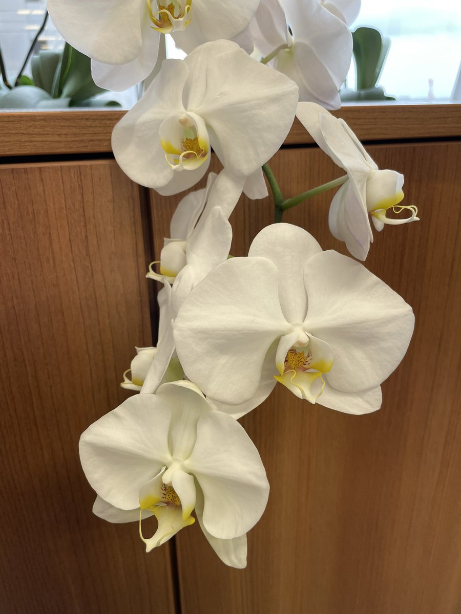 おはようございます！
現在の品川区の天気はくもり☁️

#オフィスの胡蝶蘭の成長日記✏️
胡蝶蘭、満開です🏵✨✨

本日もよろしくお願い致します！🙇‍♀️

#企業公式が毎朝地元の天気を言い合う 
#企業公式相互フォロー #企業公式春のフォロー祭り #相互フォロー
