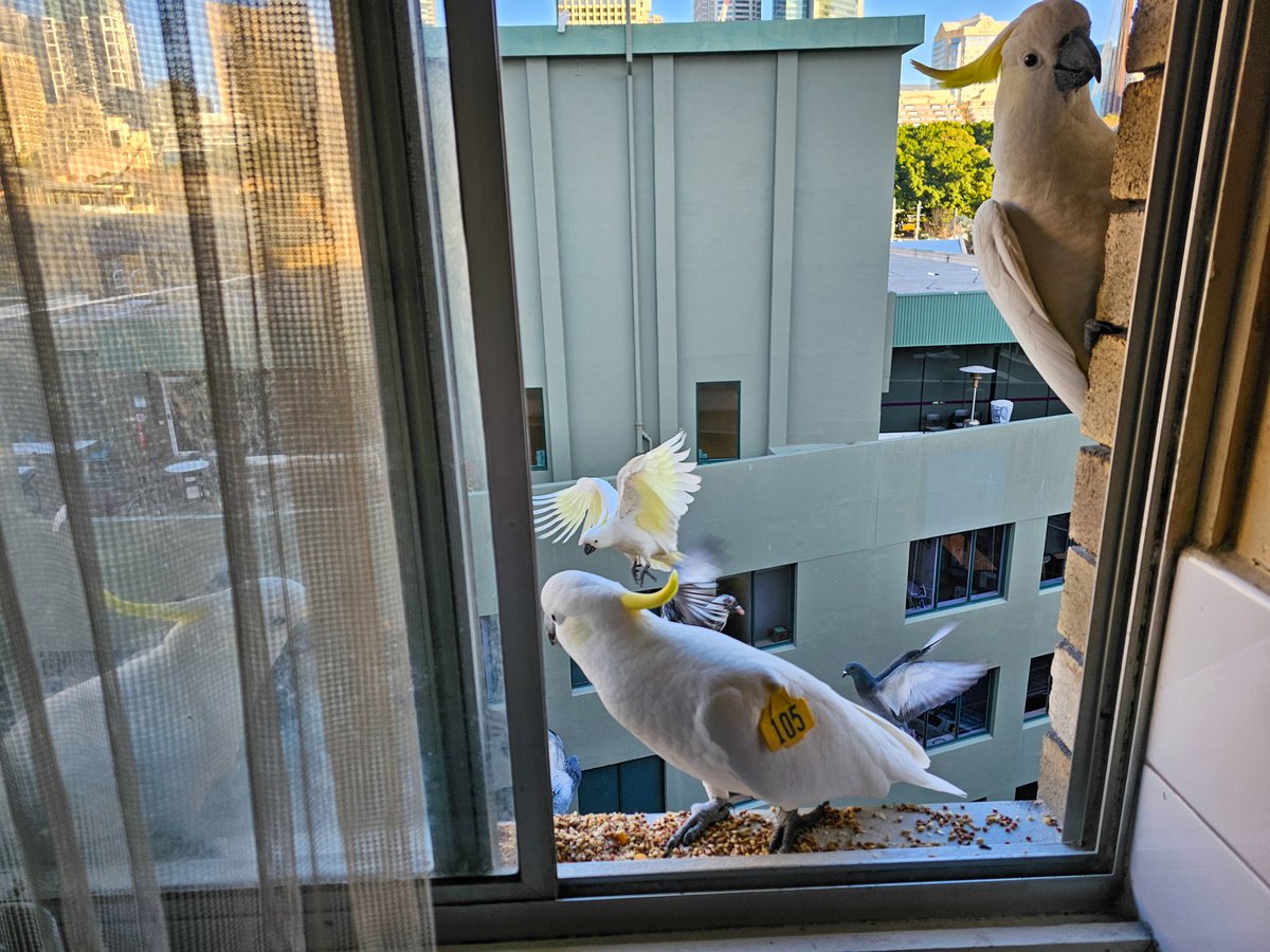 TomMasseyActor's tweet photo. #Sydney #Cockatoo Pepper 105 and friends. #WingTagsProject #BirdsInBackyards #BirdingAtHome #BirdsOfTwitter https://t.co/o4GspUH7z0