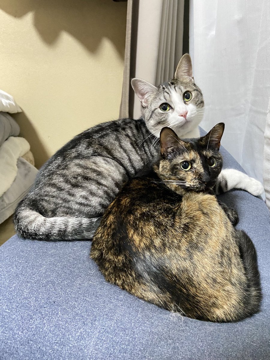 kbtn_fc's tweet photo. @tounoin お久しぶりです！！！現在2匹です🐈‍⬛🐈！ https://t.co/uzMs4Av1uh
