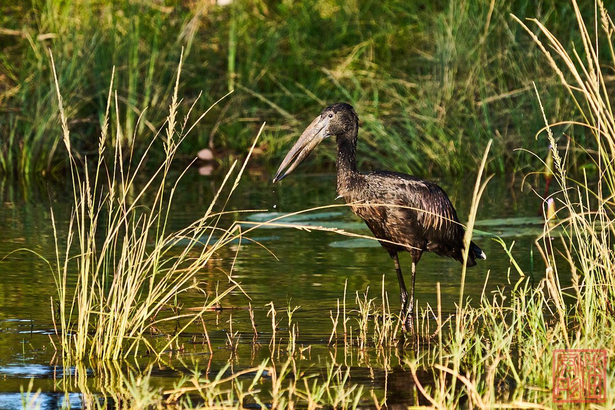 kpanphotography's tweet photo. African Openbill at Zambezi River 

#VolumteerEncounter #VictoriaFalls #wildlife #WildlifePhotography #OutdoorPhotography #NaturalPhotography #outdoor #nature #Zimbabwe #adventure #AfricanWildlife #wilderness #WildlifeConservation #zambeziriver #birdphotography #africanopenbill https://t.co/KcwhQpKqNS
