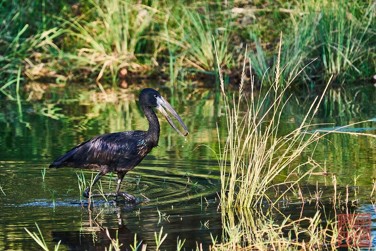 kpanphotography's tweet photo. African Openbill at Zambezi River 

#VolumteerEncounter #VictoriaFalls #wildlife #WildlifePhotography #OutdoorPhotography #NaturalPhotography #outdoor #nature #Zimbabwe #adventure #AfricanWildlife #wilderness #WildlifeConservation #zambeziriver #birdphotography #africanopenbill https://t.co/KcwhQpKqNS