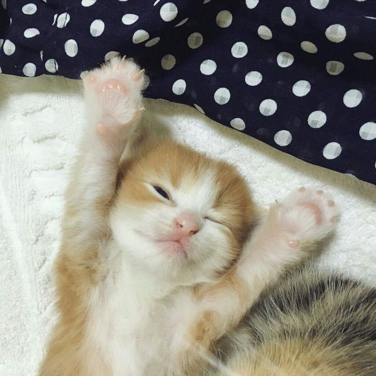 waaaahhh ,,. ime  Reasch  fore da Skye!!.!