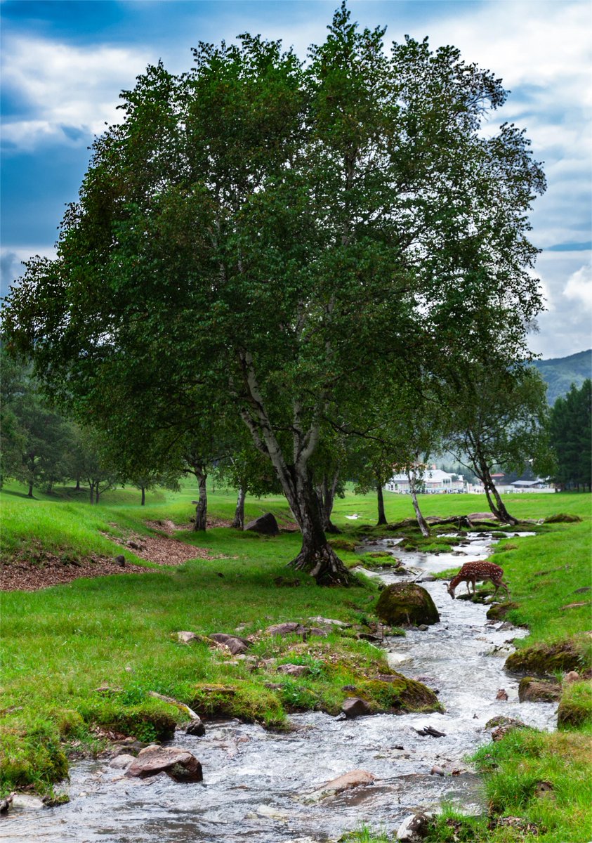 Amidst the surrounding mountains, soft grass extends and spreads, with a stream flowing gently and a deer drinking. Jinshan Deer Park in Yichun is a fairytale dreamland like the Wizard of Oz.
#longjiangforest #longjiangtravel #coolheilongjiang #welcometoheilongjiang