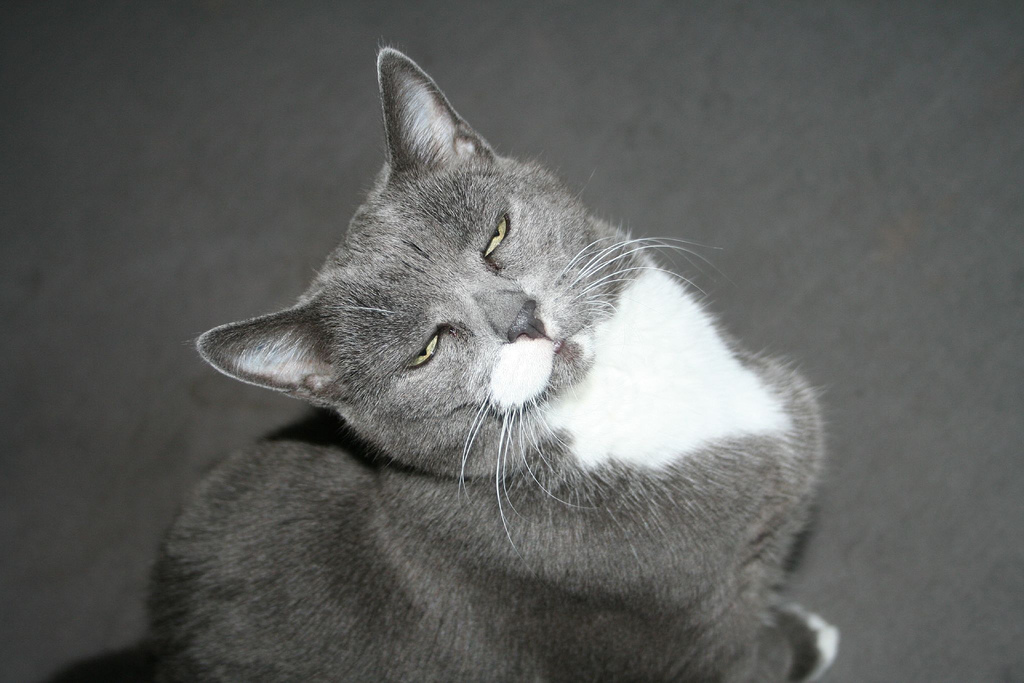 Cat Photo Every Hour (@catphotobot) on Twitter photo 