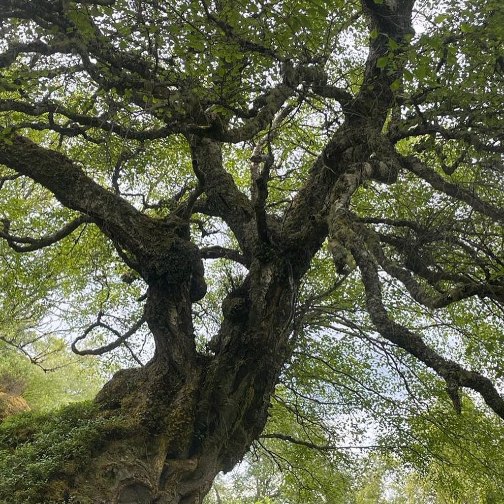 farrtalks's tweet image. This year’s walk to Coire Riabhach (brindled corrie) ancient woodland in Stratherrick with ecologist. Uplifting day in good company, place names, stories of here, baking &amp;amp; tunes &amp;amp; a Gaelic song about swallows to close.