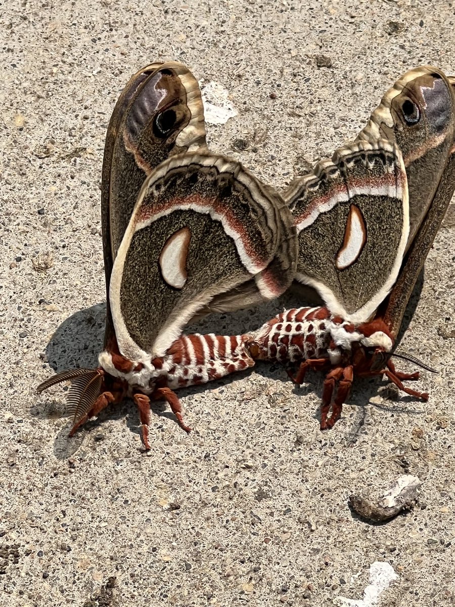 What are these??