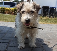 Please retweet to HELP FIND THE OWNER OF THIS STRAY DOG FOUND #IVOR #BUCKINGHAMSHIRE #UK     Found June 10, male Jack Russell Terrier, adult, no microchip. Now in the council pound, he could be missing from another region. 
DETAILS  
lostdogsuk.co.uk/lost-dogs/ #dogs #Pets #animals