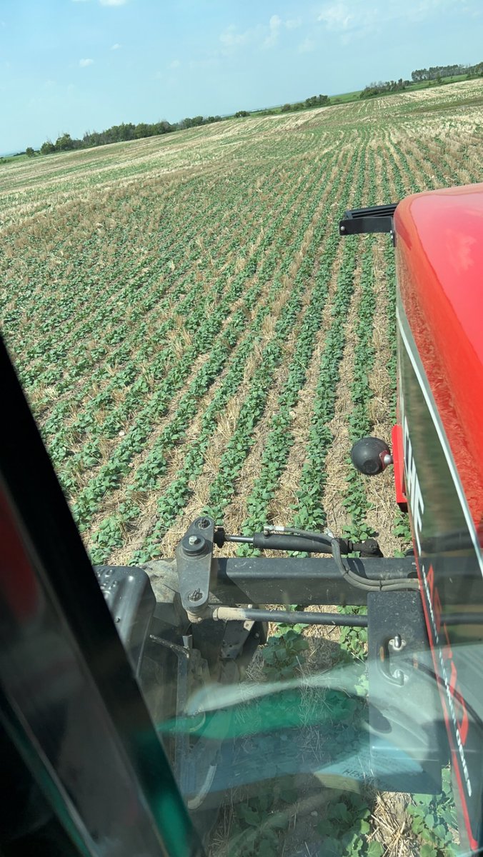 Denny2point0's tweet photo. 4.7 tkw seed. 2.2 lb seeding rate. This chunk of dirt was pasture 3 years ago. Long way from the bin, but it’s got some potential. @SeedMasterMfg @PLingelbach @SouthCountryEq #CanolaMaster https://t.co/KQScJ1i3CI