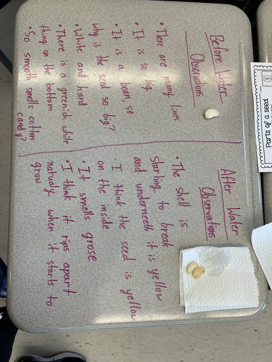 🌱We took a look at some seeds this morning. 🌱We made observations about the seeds when they were dry and then when they had sat in water. 🌱🌱What were some things we found inside the seed? 🌱Seed Coat 🌱Food Storage 🌱Cotyledon/Seed Leaf