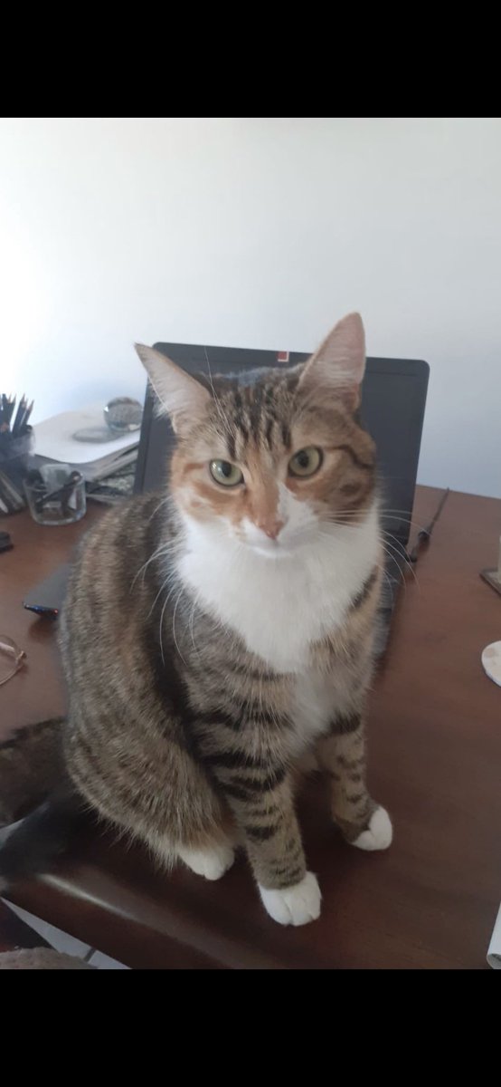 MarieTelling's tweet photo. C’est un peu une bouteille à la mer, mais le chat de ma mère a disparu depuis plusieurs jours dans le quartier Flotte/Perrier à Marseille. C’est une femelle, elle s’appelle Léna, elle est pucée et stérilisée. Si vous êtes à Marseille tous les partages sont bienvenus. Merci ! https://t.co/Vf0G5vLmSb