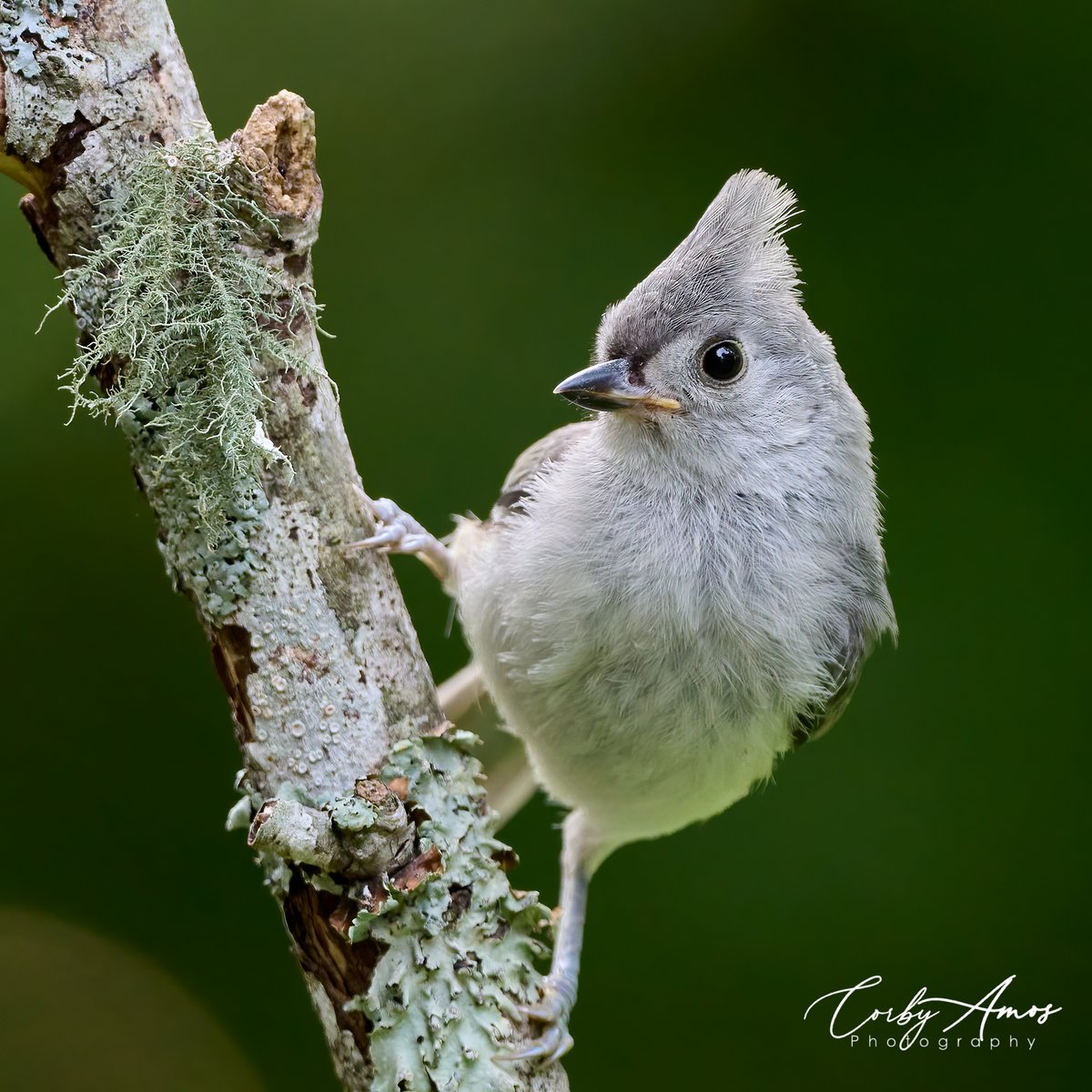 I'm not missing #titmousetuesday with all the fledglings around. Tufted Titmouse.
.
ko-fi.com/corbyamos
.
linktr.ee/corbyamos
.
#birdphotography #birdwatching #birding #BirdTwitter #twitterbirds #birdpics